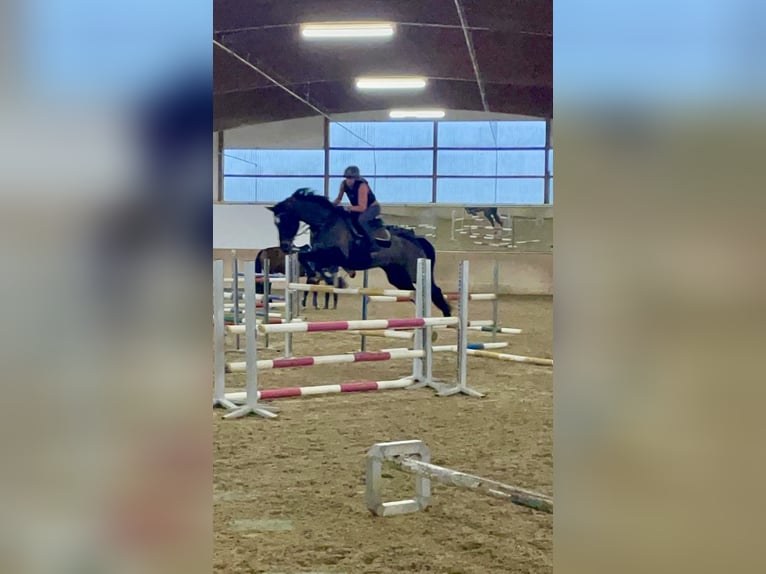 Hanovrien Hongre 14 Ans 176 cm Bai brun in Biedenkopf