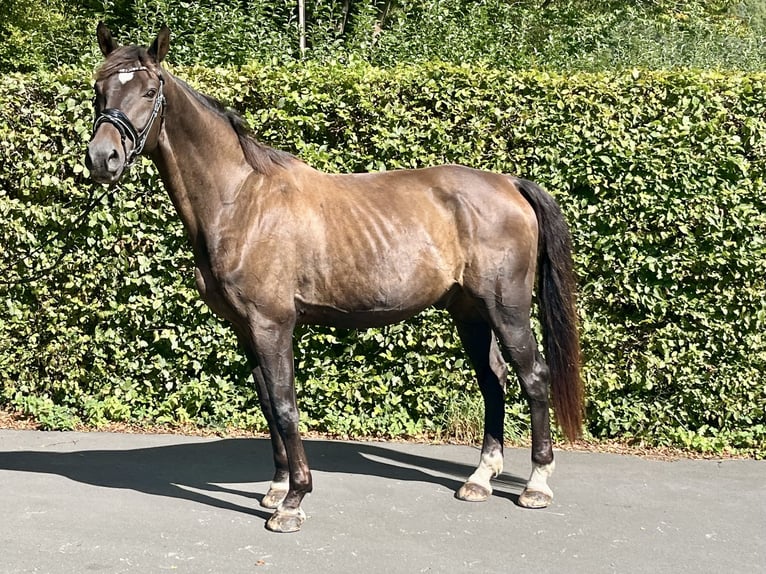 Hanovrien Hongre 14 Ans 176 cm Bai brun in Biedenkopf