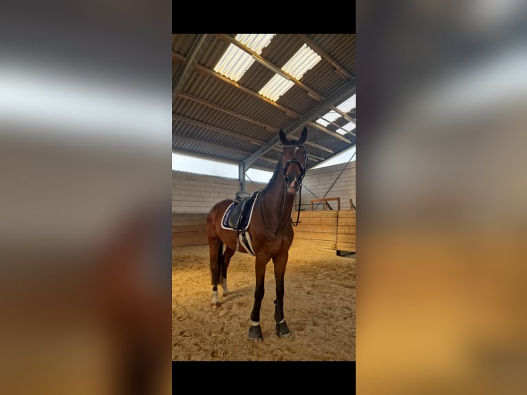 Hanovrien Hongre 14 Ans 178 cm Bai brun in Rödermark