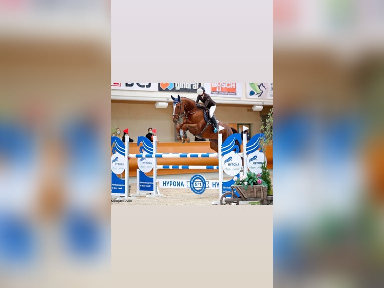 Hanovrien Hongre 14 Ans 180 cm Alezan brûlé in Nassenwil