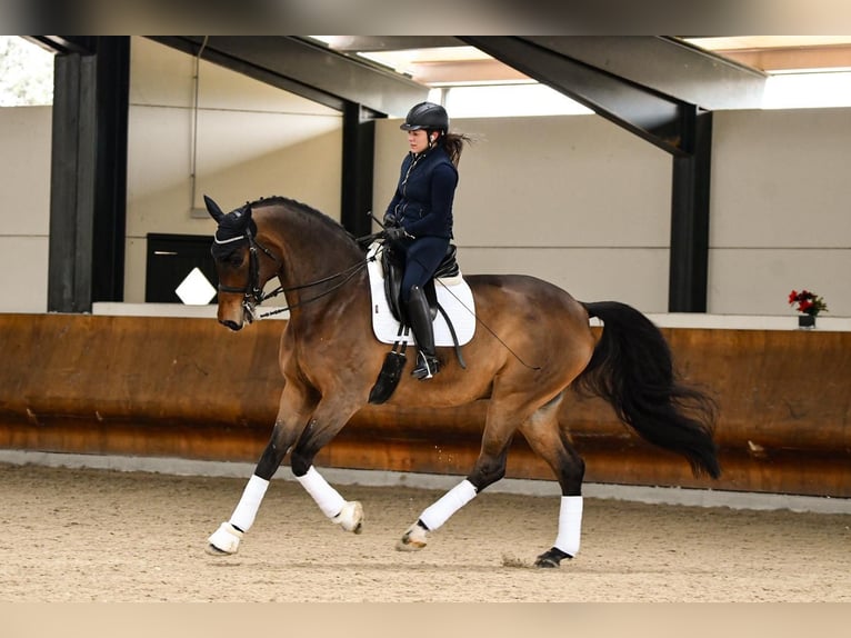 Hanovrien Hongre 14 Ans 180 cm Bai in Ciempozuelos