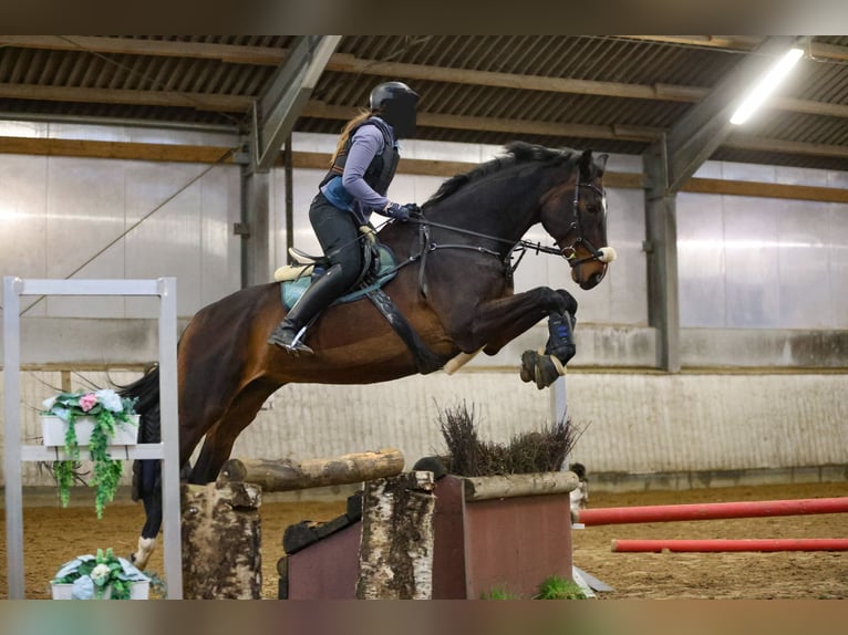 Hanovrien Hongre 14 Ans 181 cm Bai in Schönberg