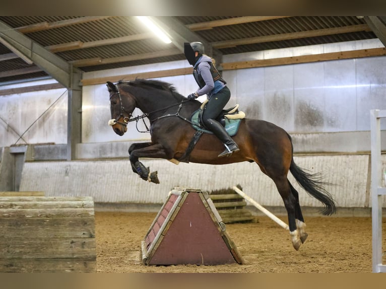 Hanovrien Hongre 14 Ans 181 cm Bai in Schönberg