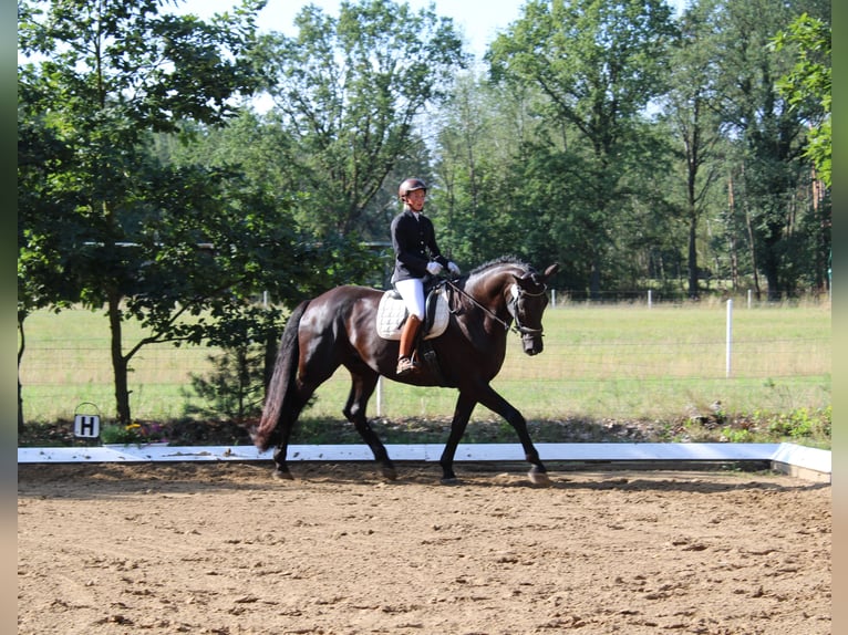 Hanovrien Hongre 14 Ans 182 cm Noir in Salzhausen