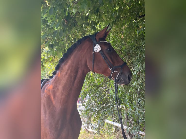 Hanovrien Hongre 14 Ans 183 cm Bai clair in Wolfenbüttel