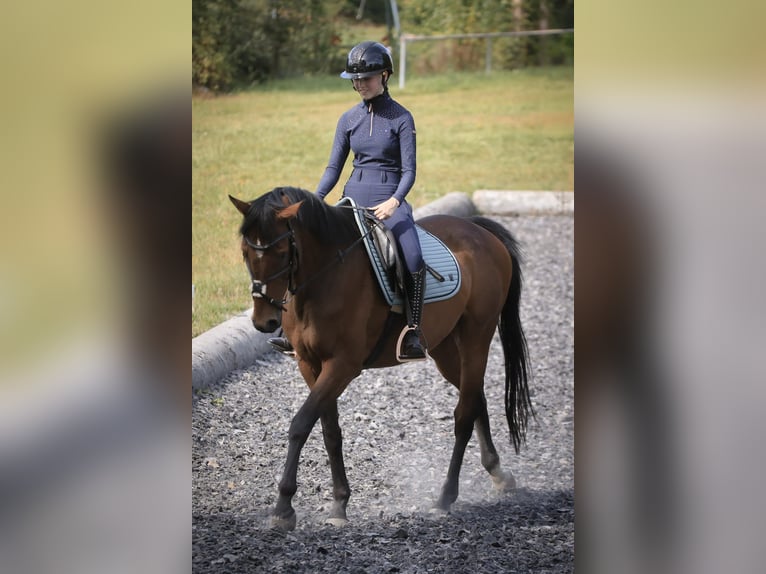 Hanovrien Croisé Hongre 15 Ans 163 cm Bai in Nordhausen
