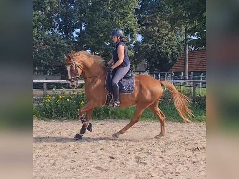 Hanovrien Hongre 15 Ans 164 cm Alezan in Bremen