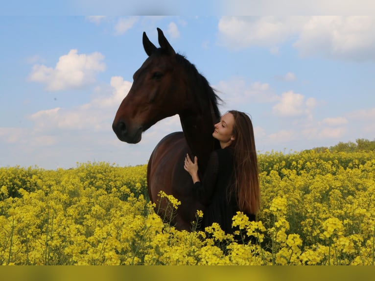 Hanovrien Hongre 15 Ans 165 cm Bai brun in Berthelsdorf
