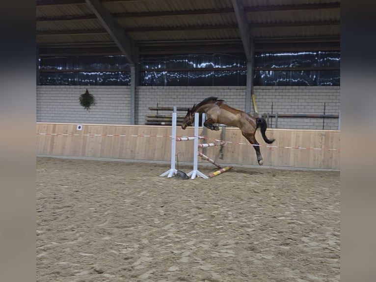 Hanovrien Hongre 15 Ans 165 cm Bai cerise in Bawinkel