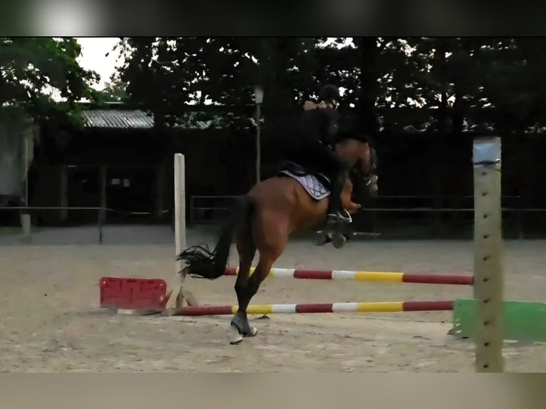 Hanovrien Hongre 15 Ans 165 cm Bai cerise in Bawinkel