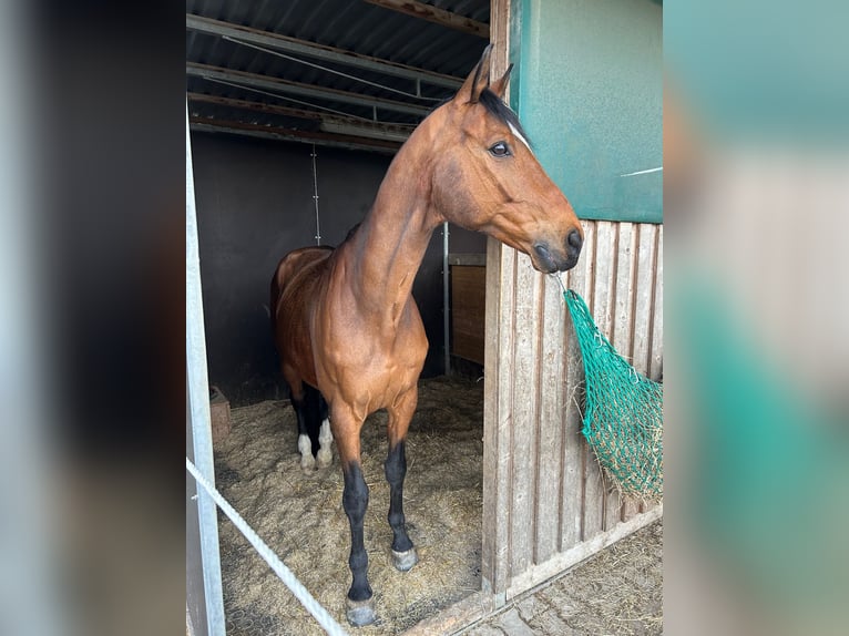 Hanovrien Hongre 15 Ans 166 cm Bai brun in Salem