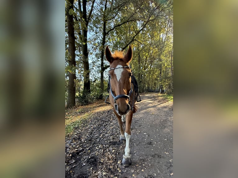 Hanovrien Hongre 15 Ans 167 cm Alezan in Langwedel