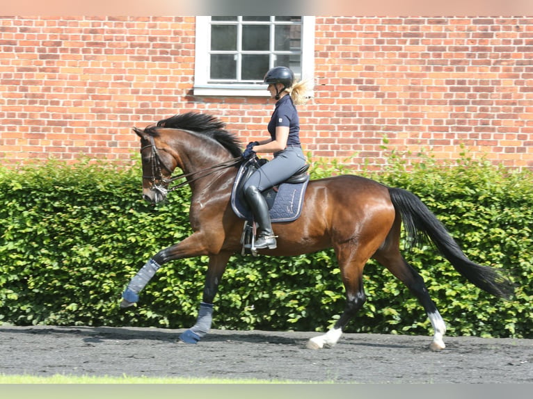Hanovrien Hongre 15 Ans 167 cm Bai brun in Fleckeby