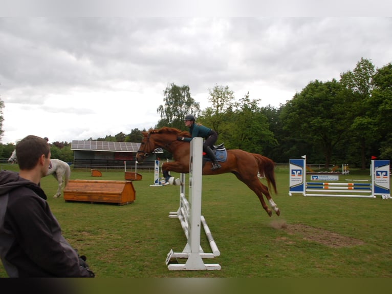 Hanovrien Hongre 15 Ans 168 cm Alezan in Uelsen