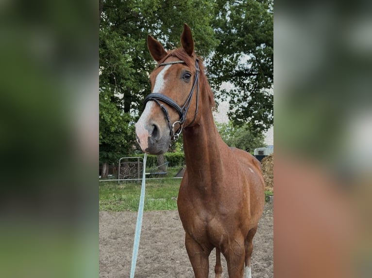 Hanovrien Hongre 15 Ans 168 cm Alezan in Uelsen