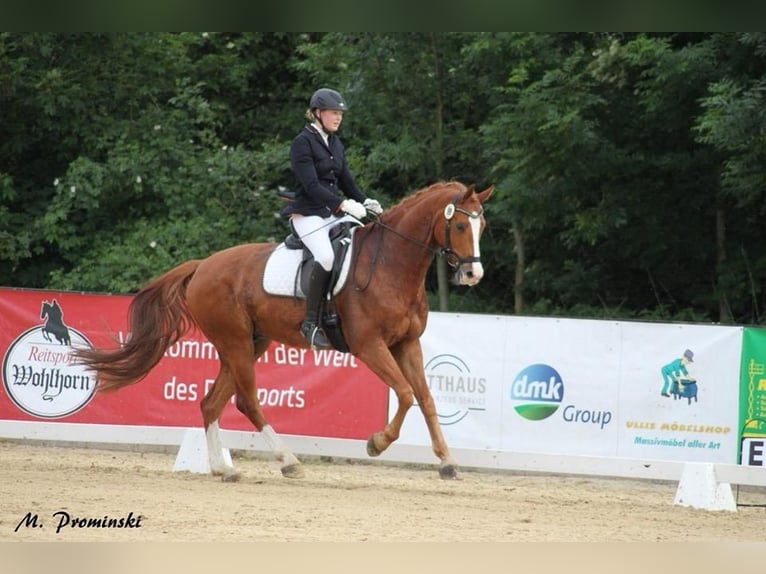 Hanovrien Hongre 15 Ans 168 cm Alezan in Everswinkel