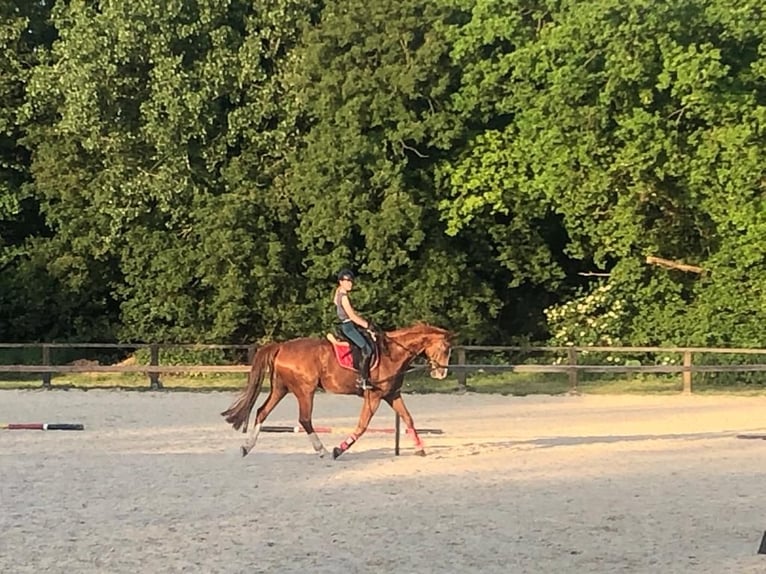 Hanovrien Hongre 15 Ans 168 cm Alezan in Everswinkel