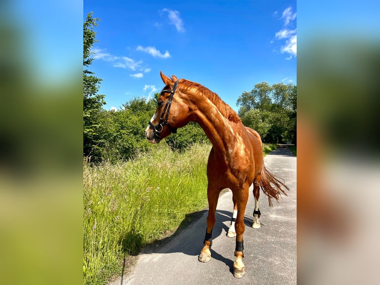 Hanovrien Hongre 15 Ans 168 cm Alezan in Everswinkel