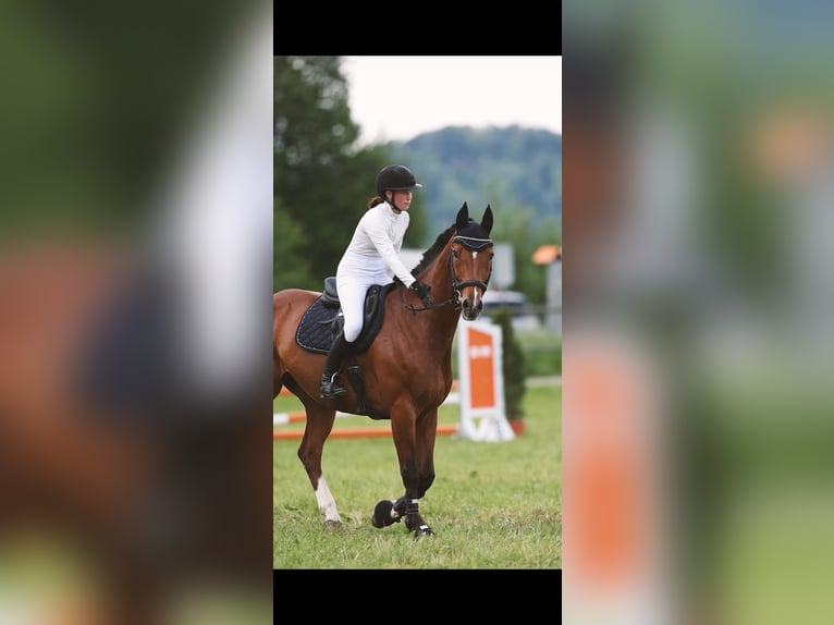 Hanovrien Hongre 15 Ans 168 cm Bai in Rengg