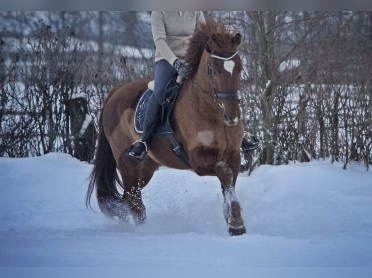 Hanovrien Hongre 15 Ans 170 cm Alezan brûlé in Nordhorn