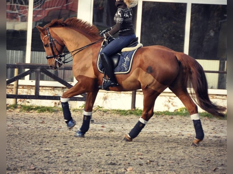Hanovrien Hongre 15 Ans 170 cm Alezan brûlé in Nordhorn