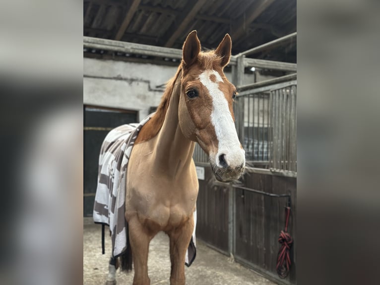 Hanovrien Hongre 15 Ans 170 cm Alezan in Ladelund