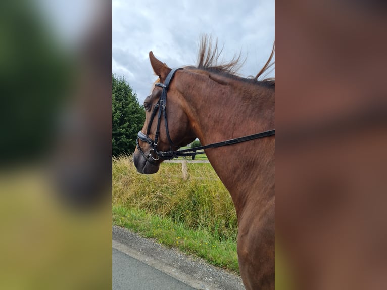 Hanovrien Croisé Hongre 15 Ans 172 cm Alezan brûlé in Bünde