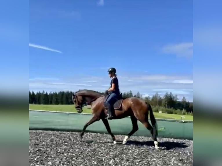 Hanovrien Hongre 15 Ans 172 cm Bai in Buchheim