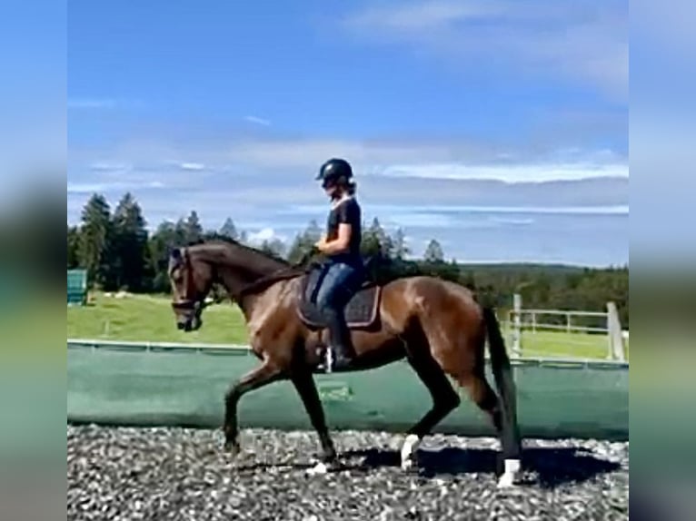 Hanovrien Hongre 15 Ans 172 cm Bai in Buchheim