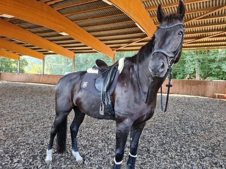 Hanovrien Hongre 15 Ans 174 cm Noir in Neetze