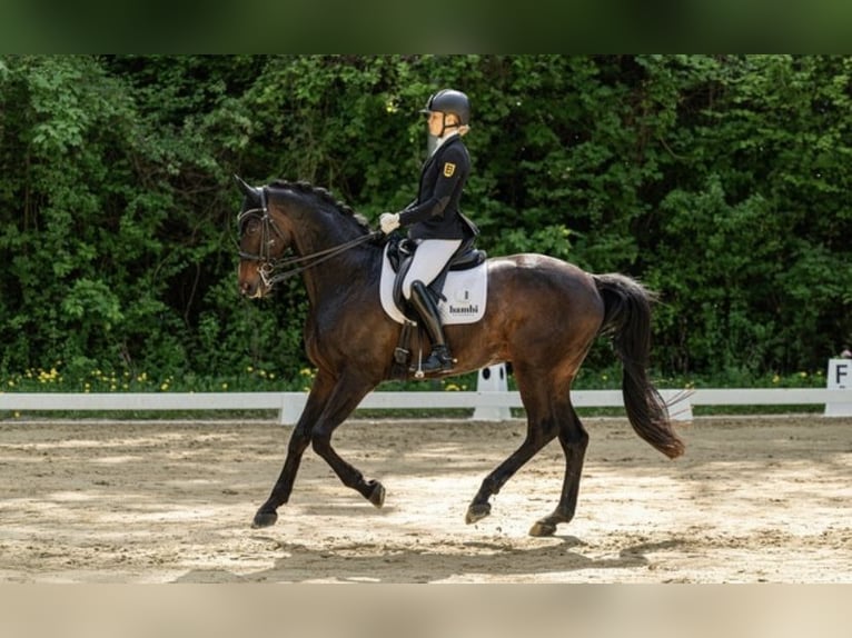Hanovrien Hongre 15 Ans 175 cm Bai brun in Bad Saulgau