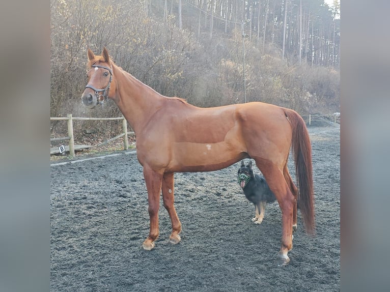 Hanovrien Hongre 15 Ans 175 cm Bai in Sittendorf