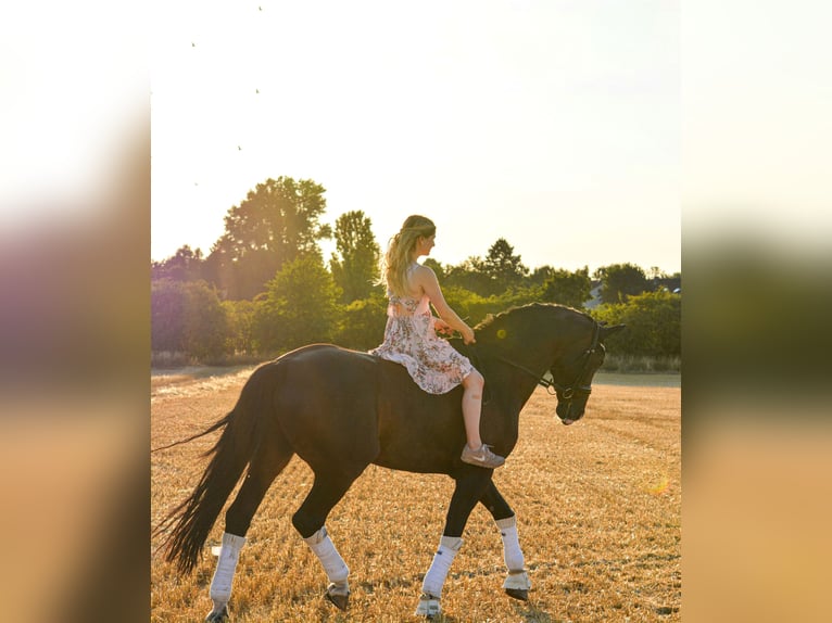 Hanovrien Hongre 15 Ans 181 cm Bai brun in Erwitte