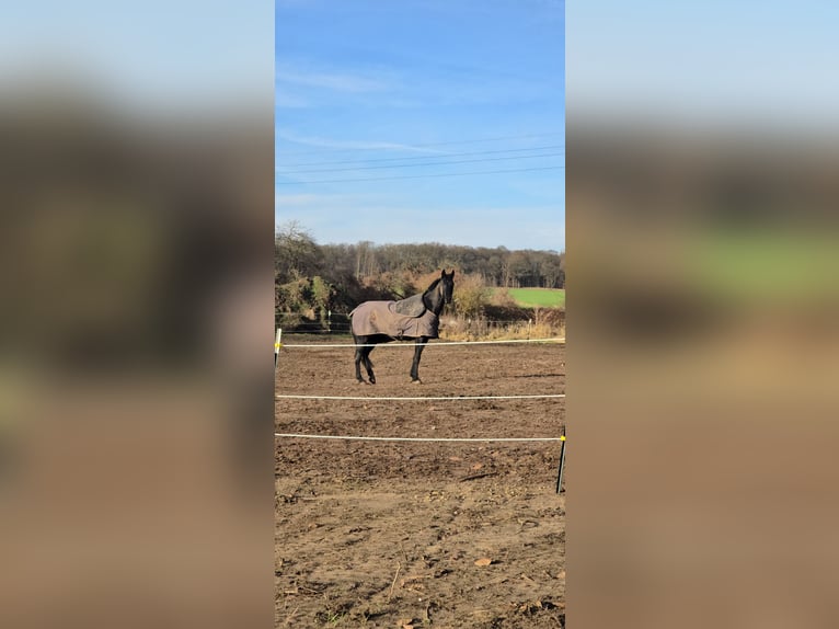 Hanovrien Hongre 15 Ans 183 cm Noir in Feldberger Seenlandschaft