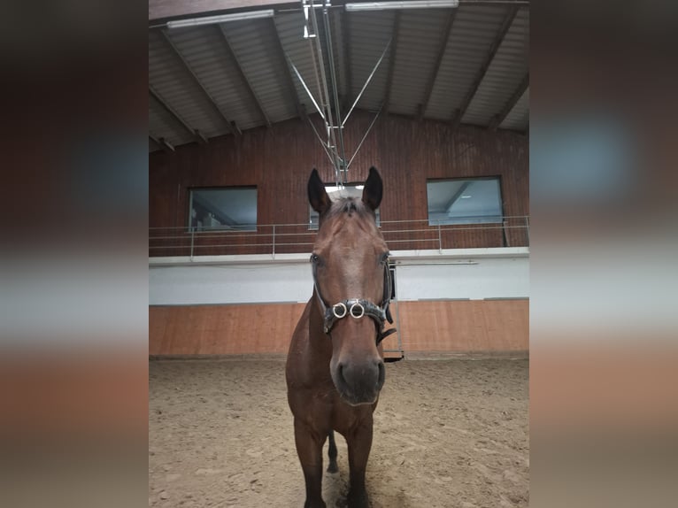 Hanovrien Hongre 16 Ans 163 cm Bai in Durmersheim