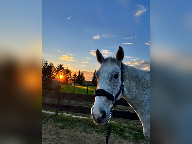 Hanovrien Hongre 16 Ans 163 cm Gris pommelé in Hamm