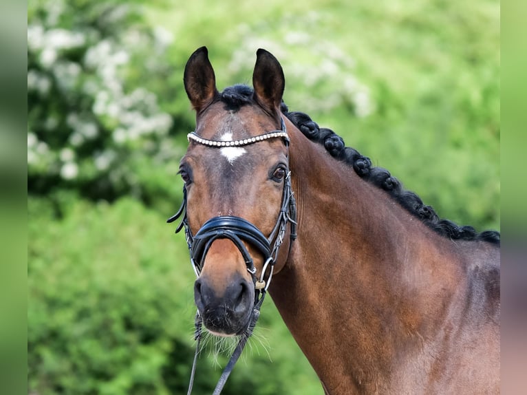 Hanovrien Hongre 16 Ans 165 cm Bai in Laubach