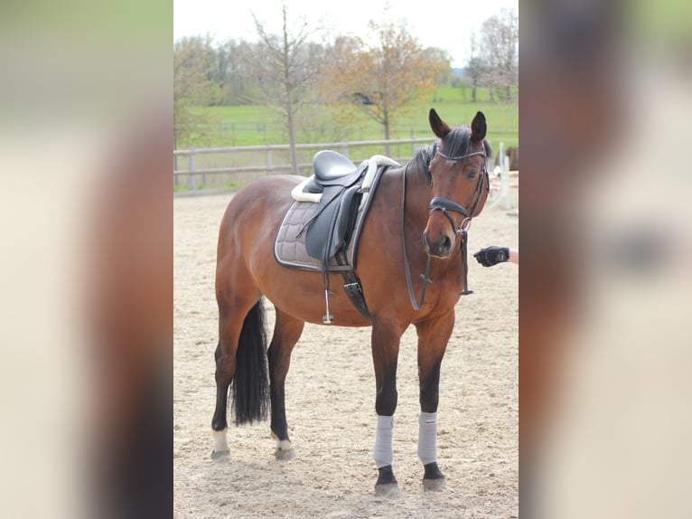 Hanovrien Hongre 16 Ans 167 cm Bai in Toppenstedt