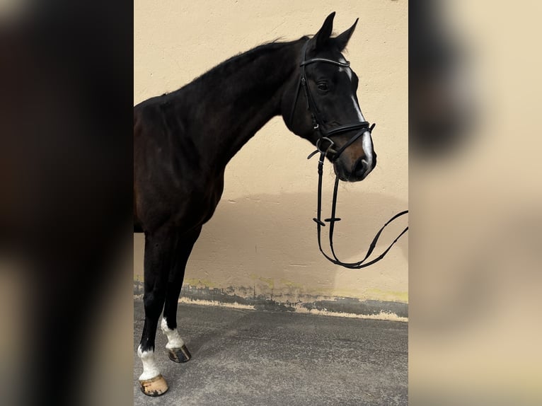 Hanovrien Hongre 16 Ans 168 cm Bai brun foncé in Georgsmarienhütte