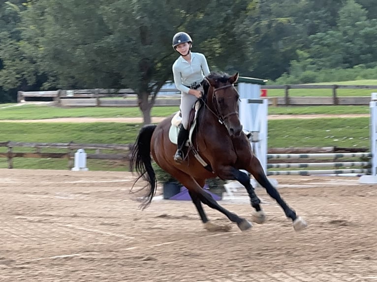 Hanovrien Hongre 16 Ans 168 cm Bai cerise in Cleburne