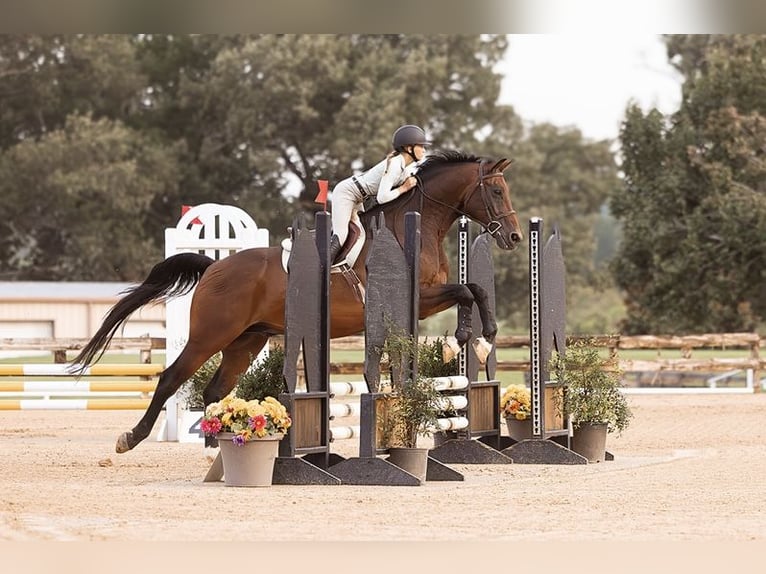 Hanovrien Hongre 16 Ans 168 cm Bai cerise in Cleburne