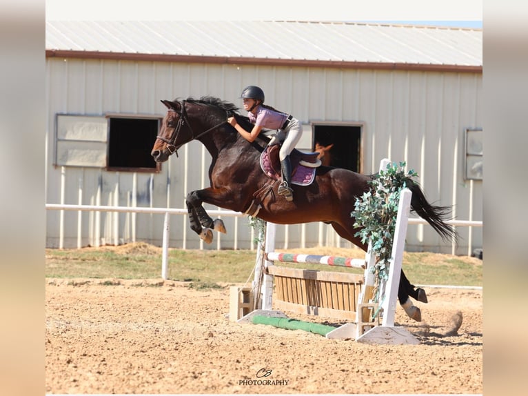 Hanovrien Hongre 16 Ans 168 cm Bai cerise in Cleburne