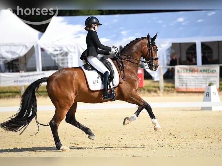 Hanovrien Hongre 16 Ans 168 cm Bai in Wahlbach