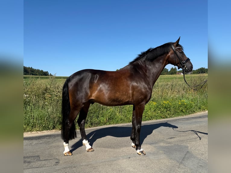 Hanovrien Hongre 16 Ans 168 cm in Bramsche