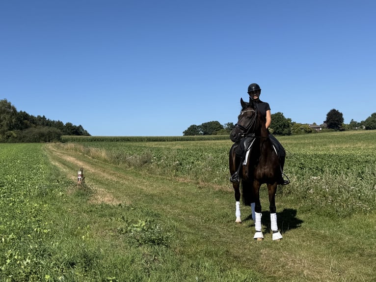 Hanovrien Hongre 16 Ans 168 cm in Bramsche