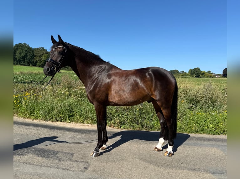 Hanovrien Hongre 16 Ans 168 cm in Bramsche