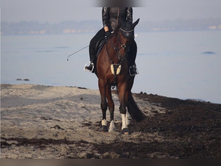 Hanovrien Hongre 16 Ans 170 cm Bai in Stavenhagen