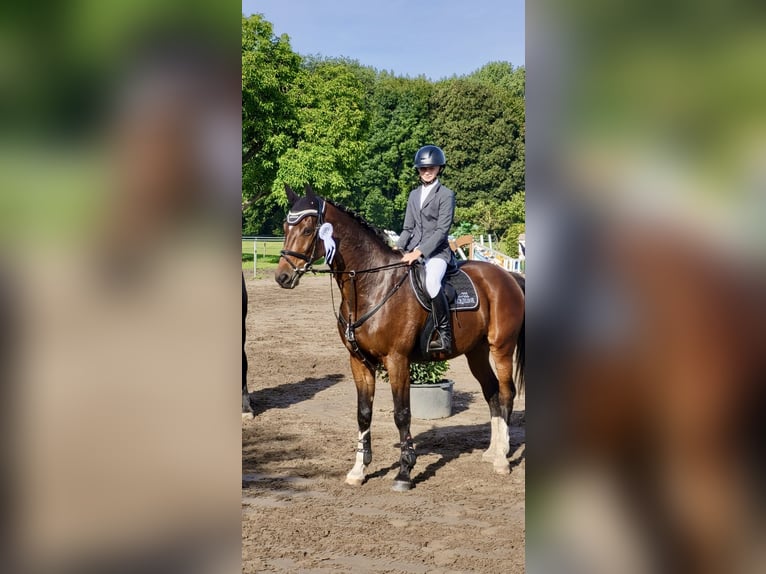 Hanovrien Hongre 16 Ans 170 cm Bai in Greifswald