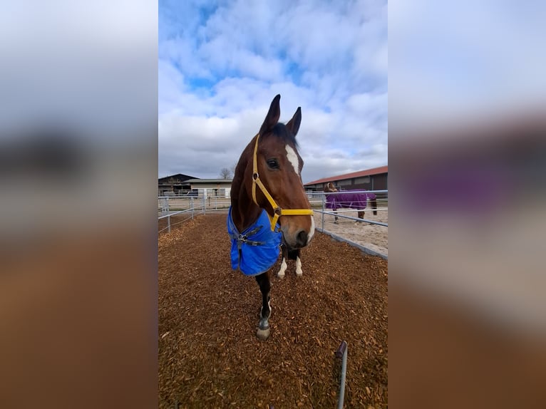 Hanovrien Hongre 16 Ans 174 cm Bai in Renningen