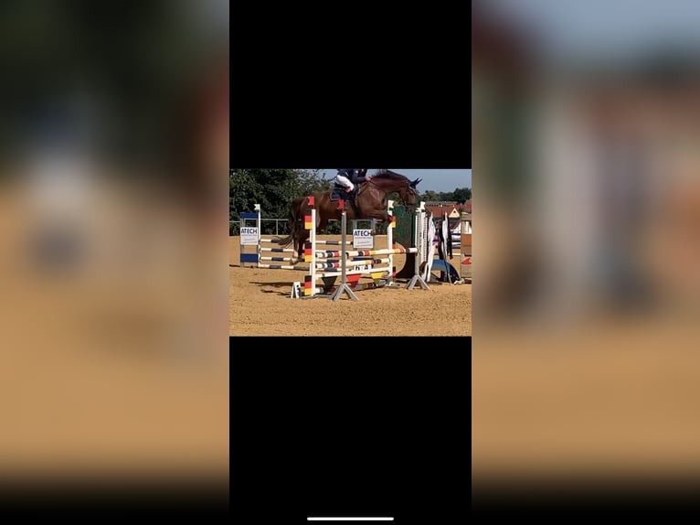 Hanovrien Hongre 16 Ans 175 cm Alezan brûlé in Wahlitz